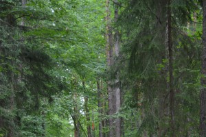 mtn_6376.jpg